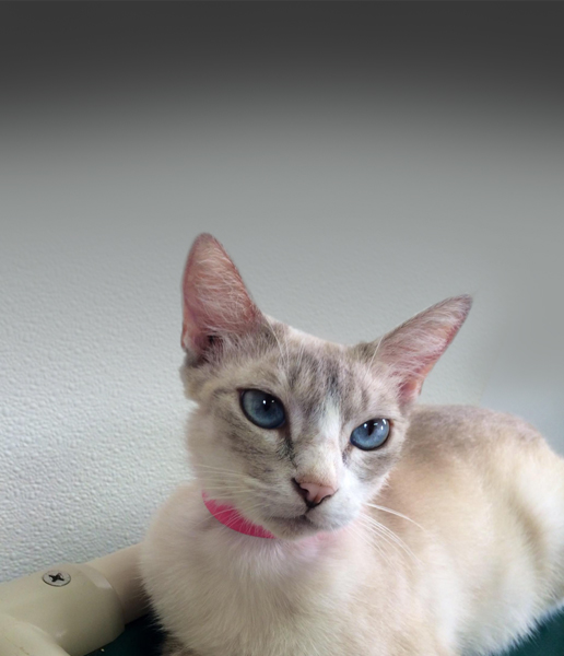 Friends of the Animal Shelter | Aiken, SC
