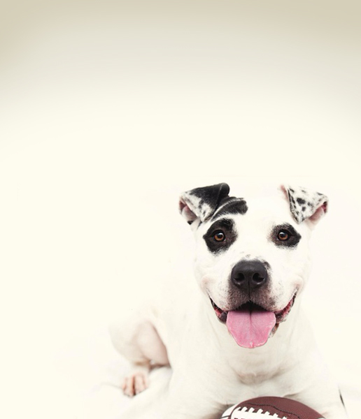 Friends of the Animal Shelter | Aiken, SC
