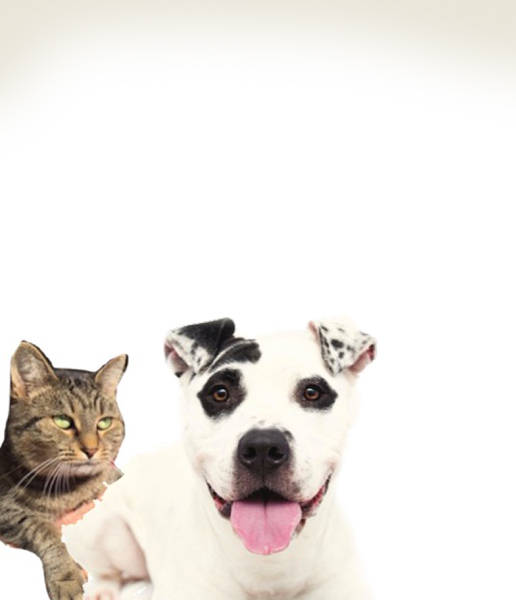 Friends of the Animal Shelter | Aiken, SC