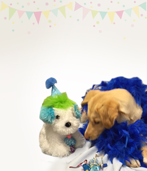 Friends of the Animal Shelter | Aiken, SC