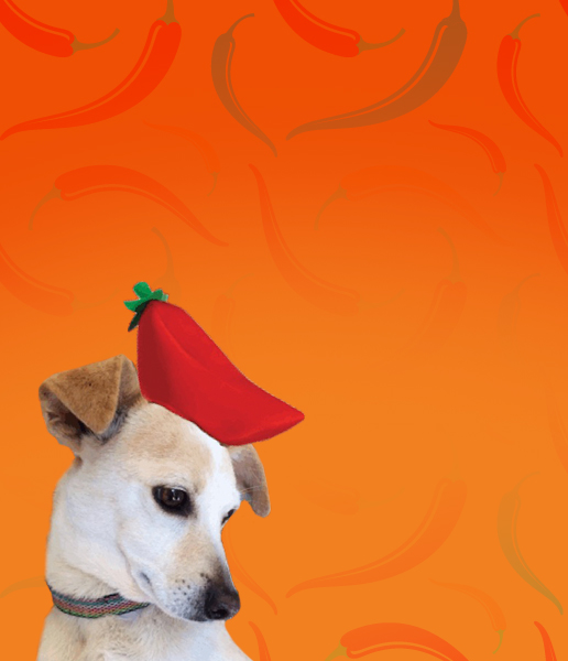Friends of the Animal Shelter | Aiken, SC
