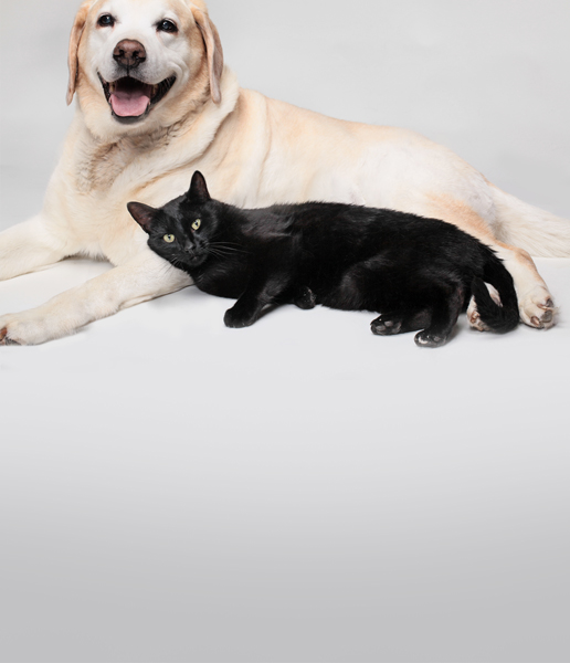 Friends of the Animal Shelter | Aiken, SC
