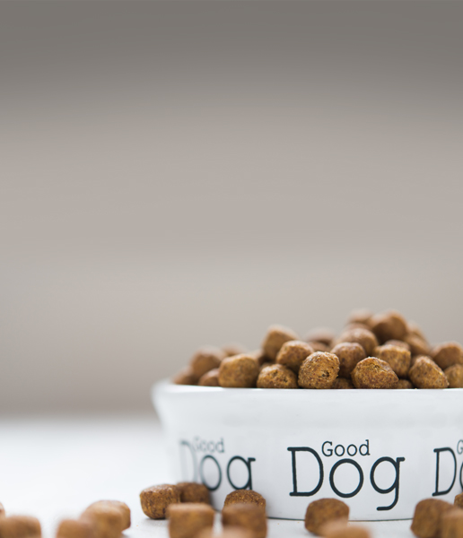 Friends of the Animal Shelter | Aiken, SC