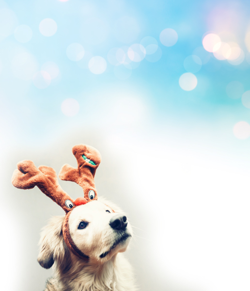 Friends of the Animal Shelter | Aiken, SC