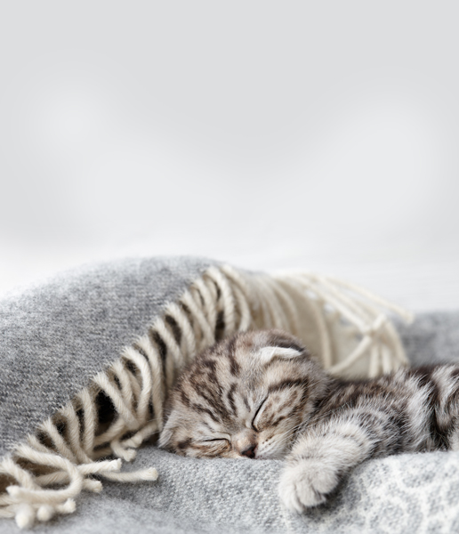 Friends of the Animal Shelter | Aiken, SC