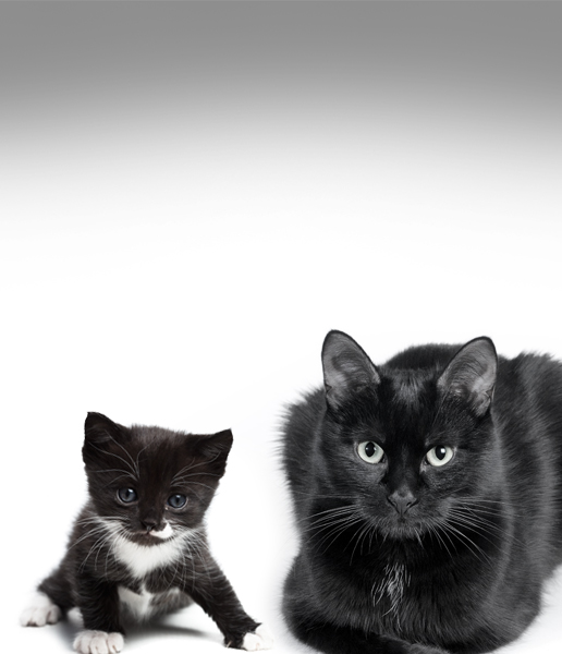 Friends of the Animal Shelter | Aiken, SC