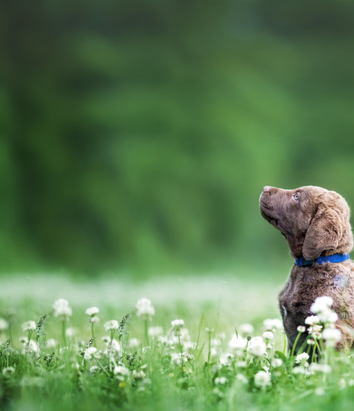 Friends of the Animal Shelter | Aiken, SC