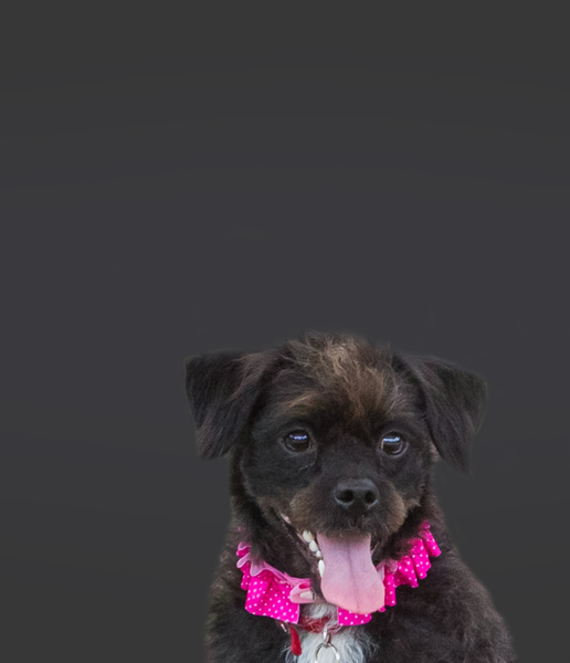 Friends of the Animal Shelter | Aiken, SC