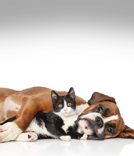 Friends of the Animal Shelter | Aiken, SC