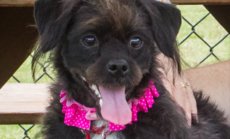 Friends of the Animal Shelter | Aiken, SC