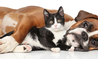 Friends of the Animal Shelter | Aiken, SC