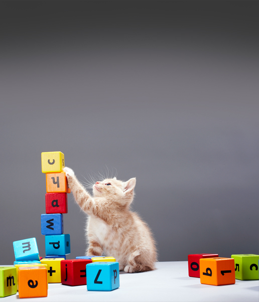 Friends of the Animal Shelter | Aiken, SC