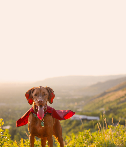 Friends of the Animal Shelter | Aiken, SC