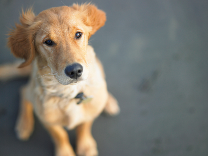 Friends of the Animal Shelter | Aiken, SC
