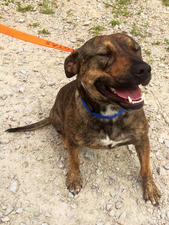 Friends of the Animal Shelter | Aiken, SC