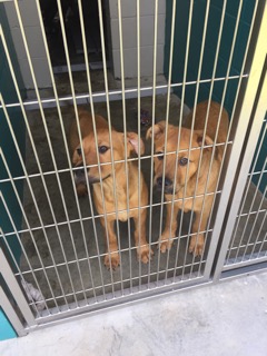 Ivy and Janson are waiting for someone to take them for a walk.