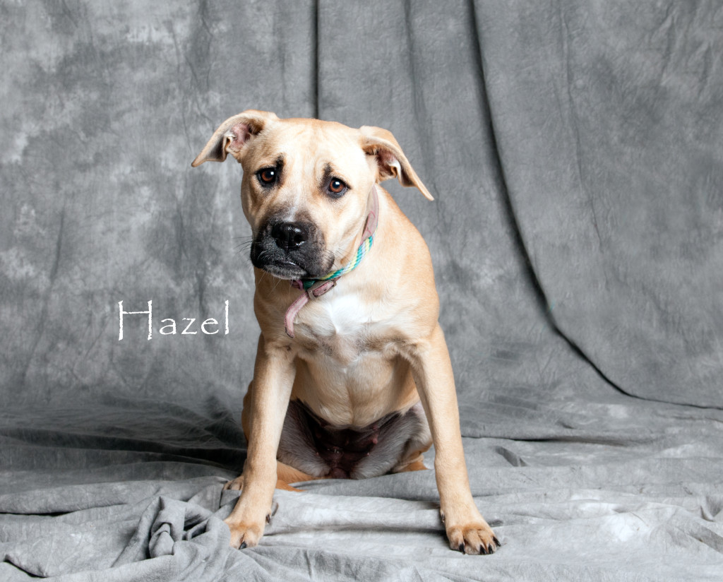 Friends of the Animal Shelter | Aiken, SC