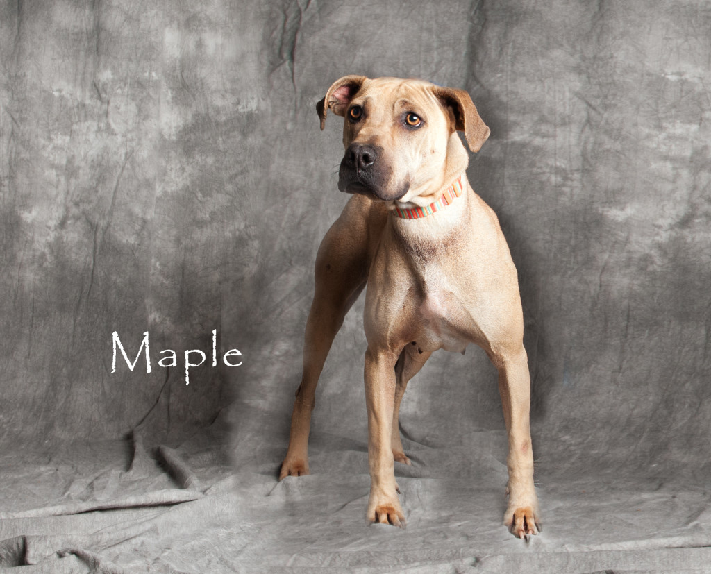 Friends of the Animal Shelter | Aiken, SC