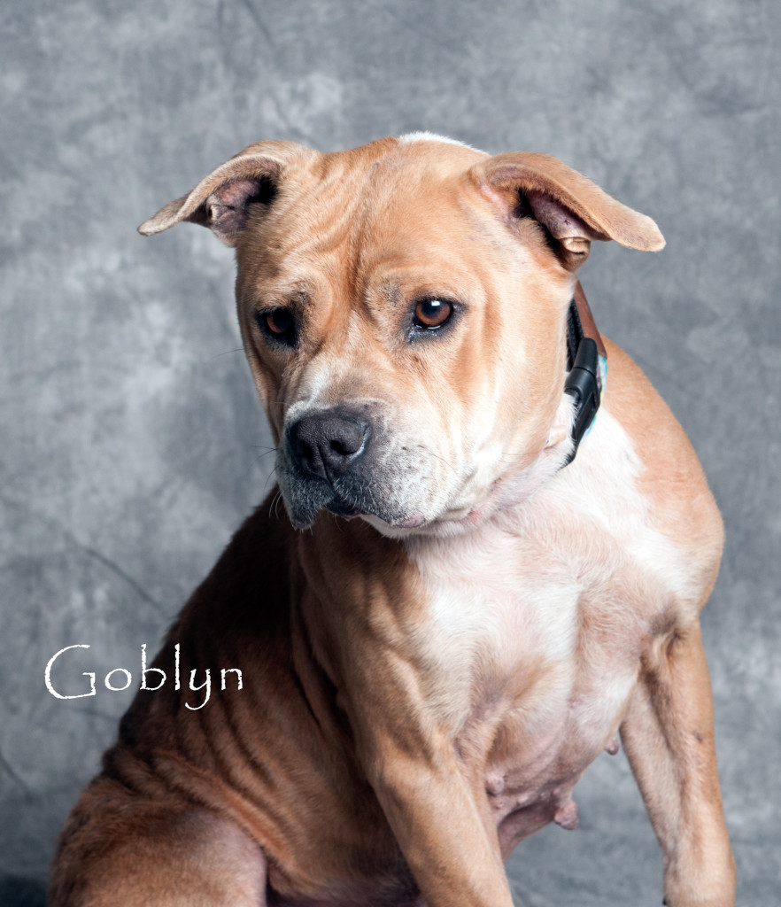 Friends of the Animal Shelter | Aiken, SC