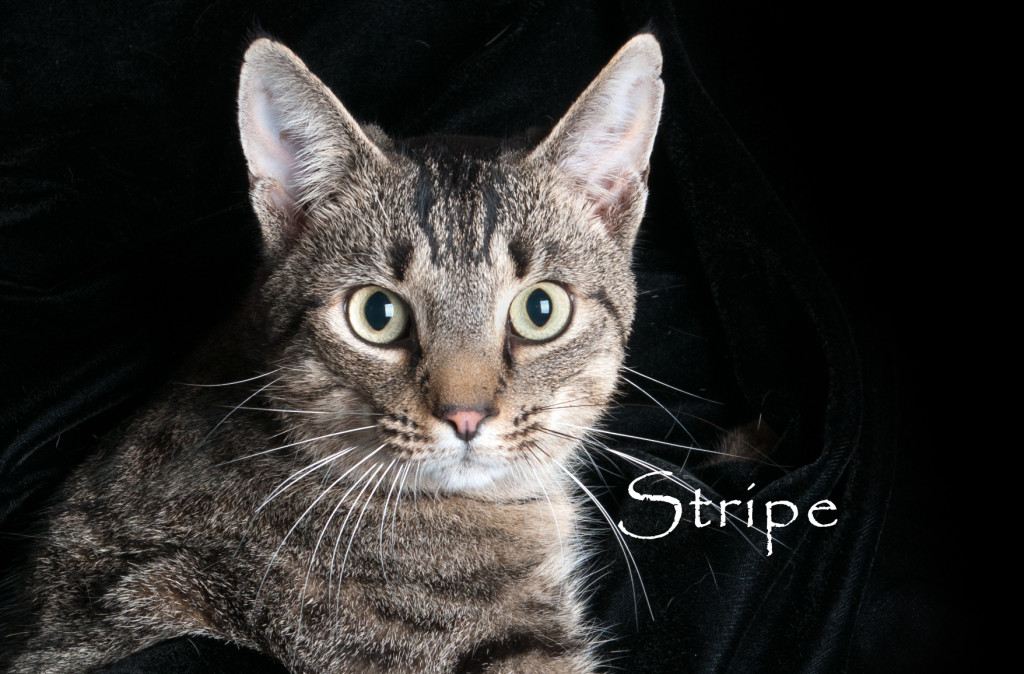 Friends of the Animal Shelter | Aiken, SC