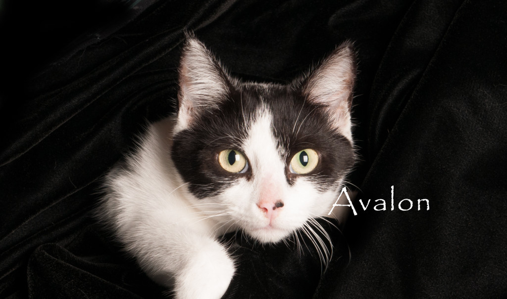 Friends of the Animal Shelter | Aiken, SC