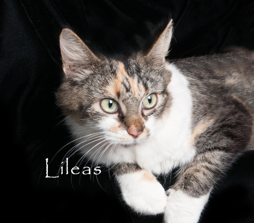 Friends of the Animal Shelter | Aiken, SC