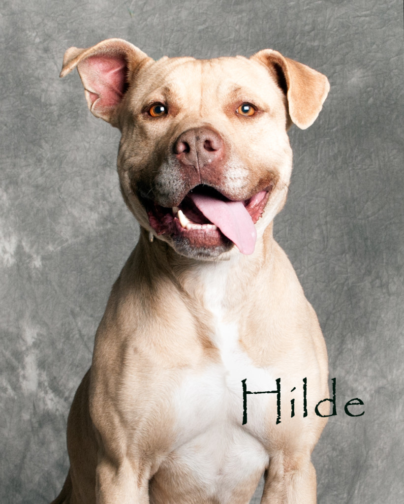 Friends of the Animal Shelter | Aiken, SC