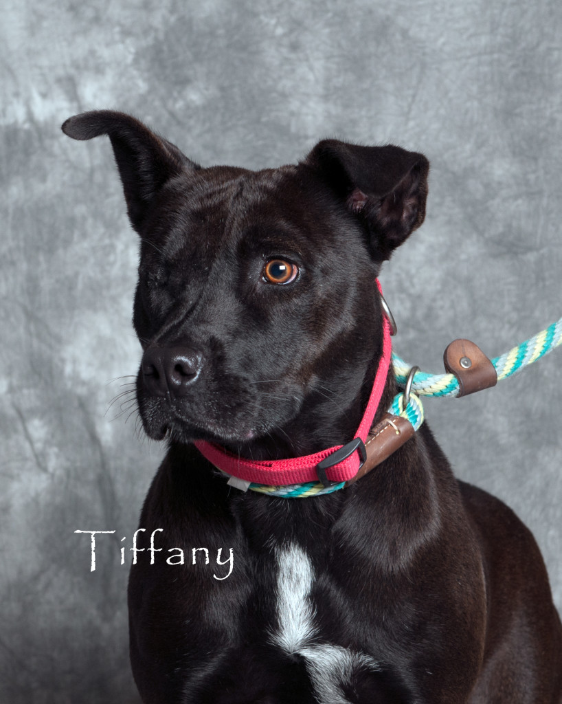Friends of the Animal Shelter | Aiken, SC
