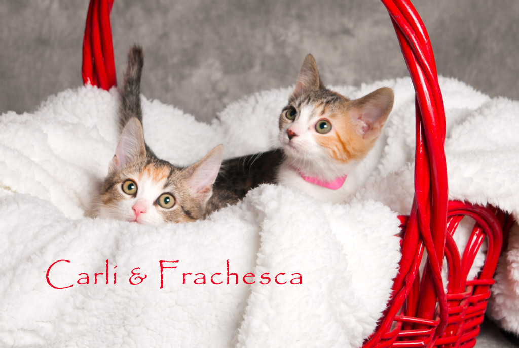 Friends of the Animal Shelter | Aiken, SC