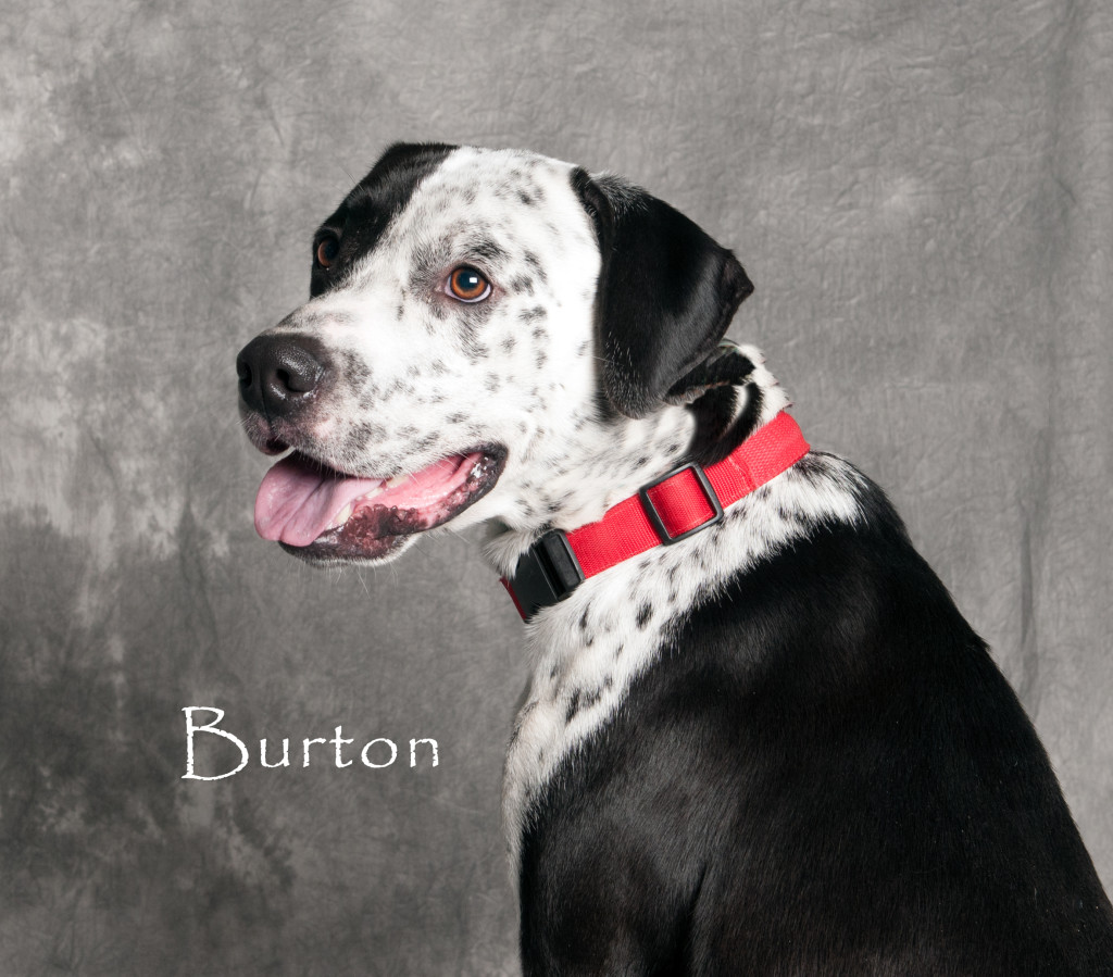 Friends of the Animal Shelter | Aiken, SC