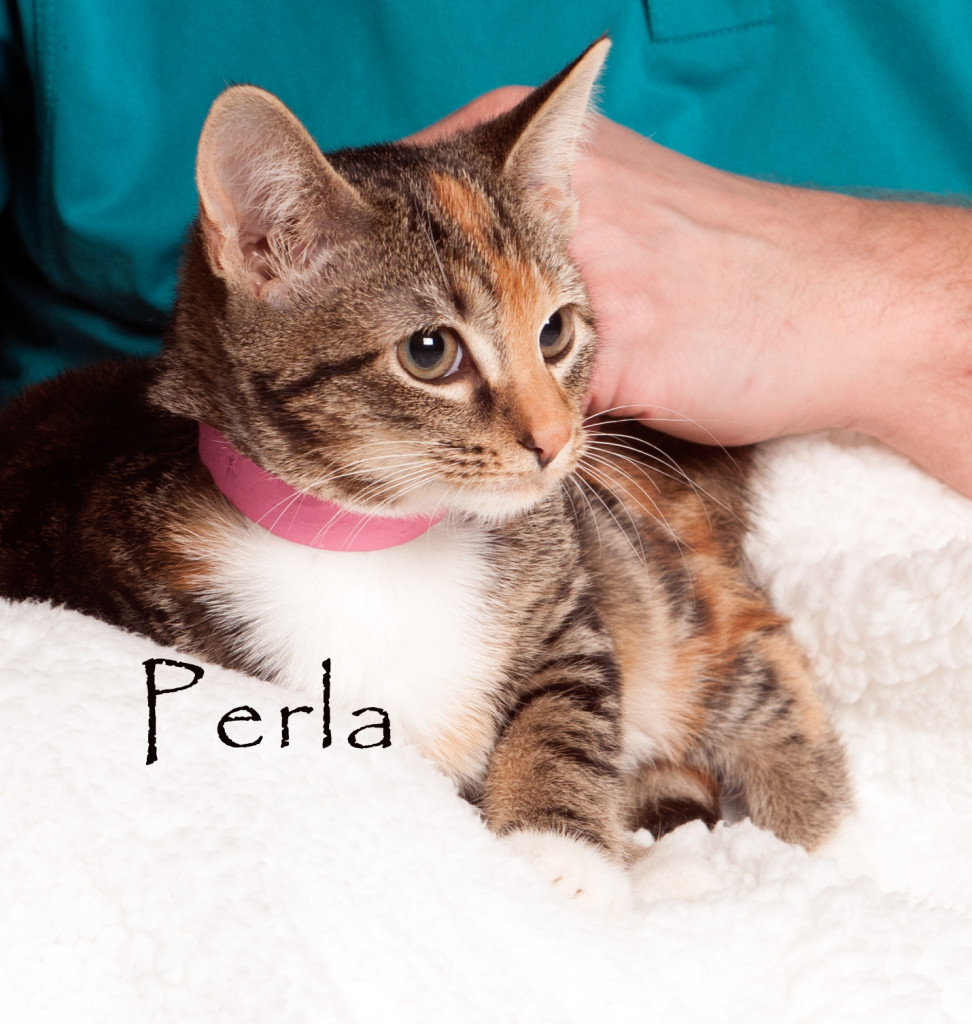 Friends of the Animal Shelter | Aiken, SC
