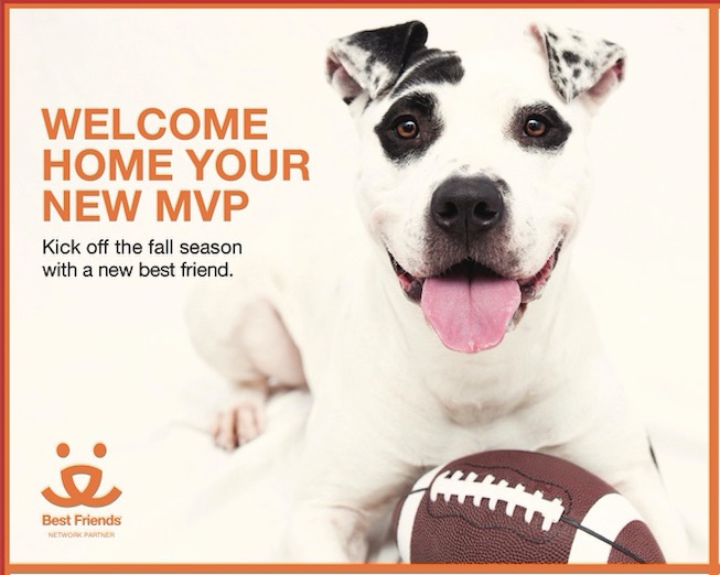 Friends of the Animal Shelter | Aiken, SC
