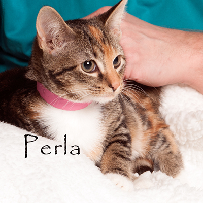 Friends of the Animal Shelter | Aiken, SC
