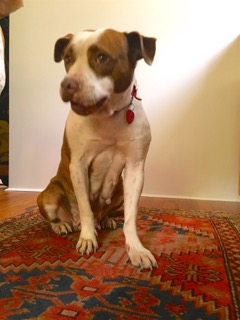 Lacy Edith of Newberry poses in her new home.