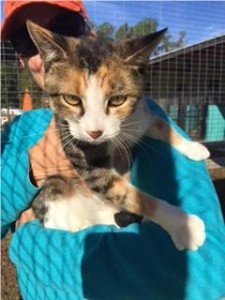 A FOTAS volunteer holds Molly, a beautiful Tabby who arrived at the shelter with kittens