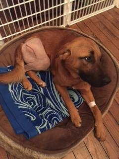 Henry takes it easy while he recovers from surgery.