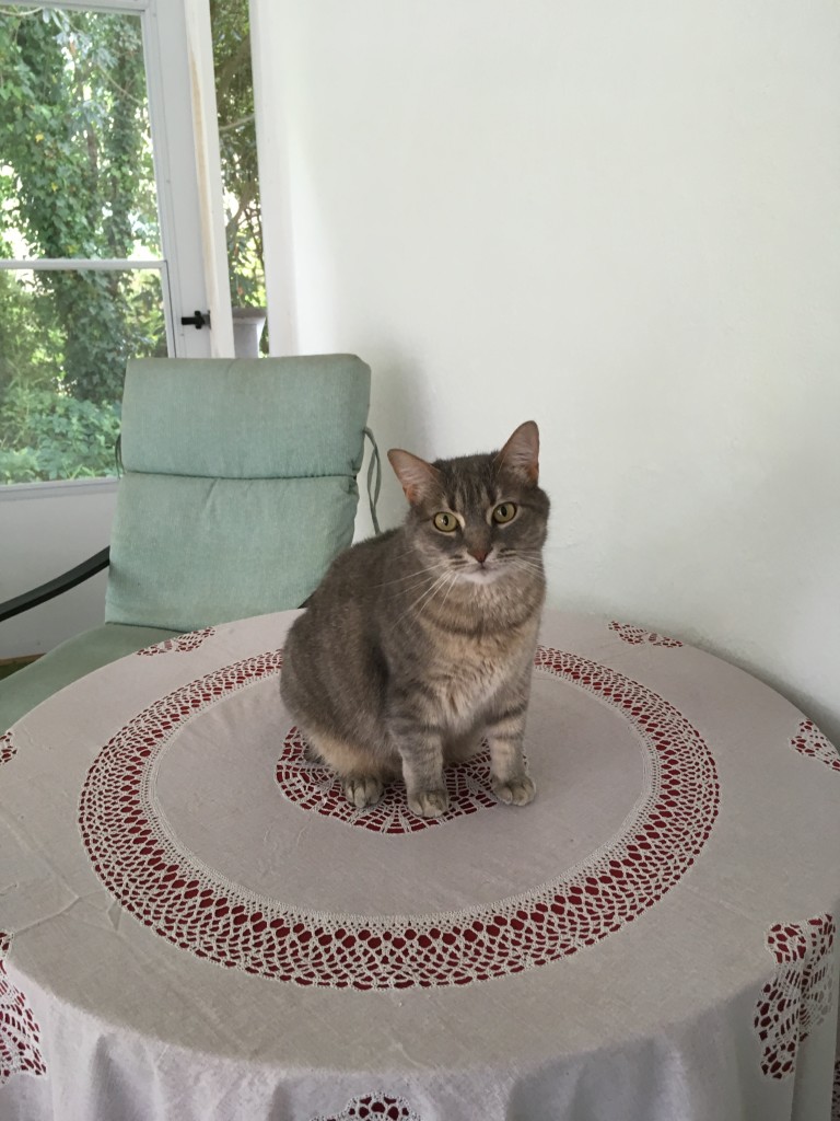 Friends of the Animal Shelter | Aiken, SC