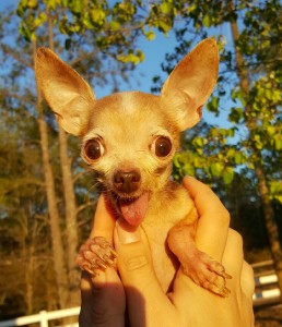Tiny tiny the dog for online version of column