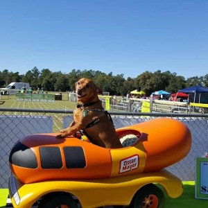 The FOTAS Woofstock Doxie Derby Festival is Saturday, May 6th