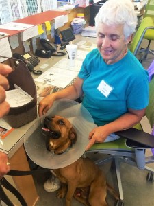 Hayden, wearing an e-collar so he doesn’t lick at his stitches, visits front desk volunteer Joyce Egge.