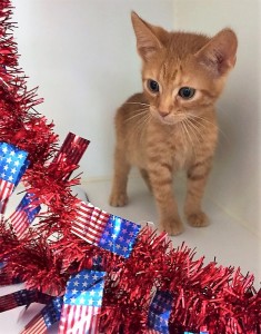 CRICKET: Domestic shorthair cat, male, 2 months old, orange Tabby, 2 pounds - $10