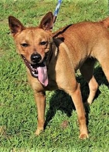 FOXY Mountain Feist mix, female, 1-1/2 years old, brown -- 49 lbs $35.00