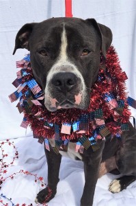 ROLO: Mastiff mix, male, 3 years old, black/white, 81 pounds – $17.76 through July 8