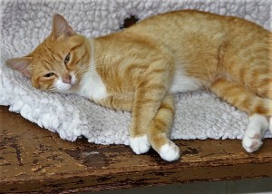 TAZ Domestic short hair cat Male -- 1 year old Orange & white tabby   6.7 lbs $10.00