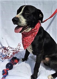 MONTI: Retriever mix, male, 1 year old, black and white, 59 pounds - $35.00