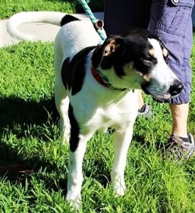 MORRIS: Retriever mix, male, 2 years old, white and black, 47 pounds – $35