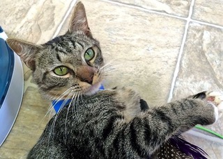 RALPH: Domestic Shorthair Cat, male, 2 years old, black/gray Tabby, 6.5 pounds - $15