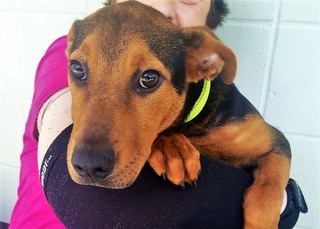RIGBY PET OF THE WEEK JULY 9