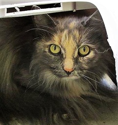TESS: Domestic Long-haired cat, female, 8 years old, Tortoise shell, declawed (indoor cat only), 9.6 pounds - $10.00