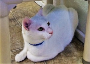 POLAR BEAR: Domestic Shorthair cat, male, 3 years old, white, 8 pounds - $10